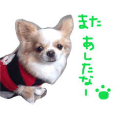 Chihuahua's Tamako