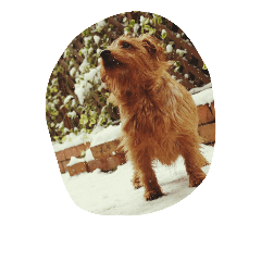 norfolk terrier mell &nell