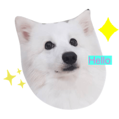 Fluffy my Japanese spitz