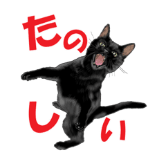 黒猫オレオくんリアルイラストスタンプ Line スタンプ Line Store