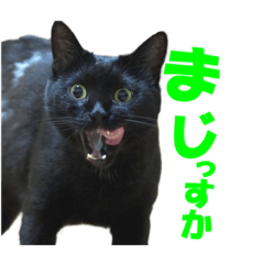 oreo_creamsand_blackcat_20210830111912