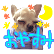 may chihuahua