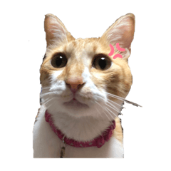 chiitan_20210830160649