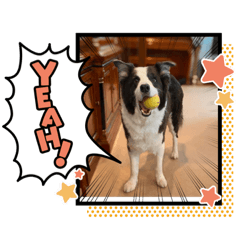Milan the Border Collie