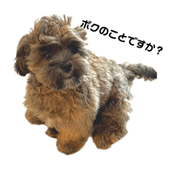 Teddy dog_20210830192611