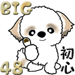 【Big】シーズー48『初心に戻って』