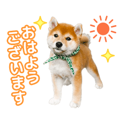 Mamesuke From Wafu Sohonke Line Stickers Line Store