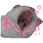 Shirasu cat 1