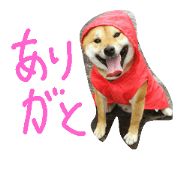 daifuku stamp shiba