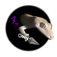 Ninja crested gecko