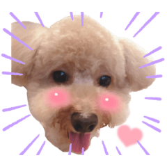 布布小寶貝❤️