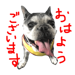 Lotta French- bulldog