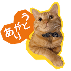 Ginger cat DAISU