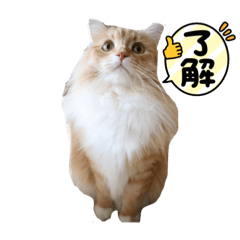 saya_20210831160148