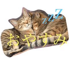 yamashitakecat