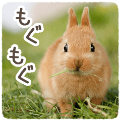 Rabbit Bounce Sticker