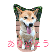 shibainu8