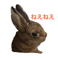 Japanese cute rabbit AZUKI2