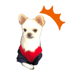 the funny&tiny dogs
