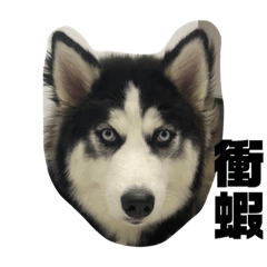 哈士奇妞妞的表情包貼圖