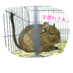 degu----