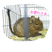 degu----