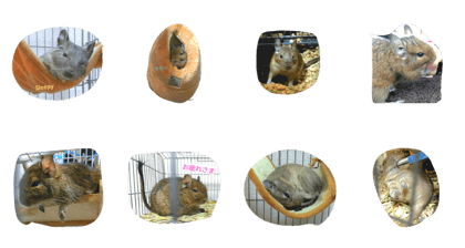 degu----