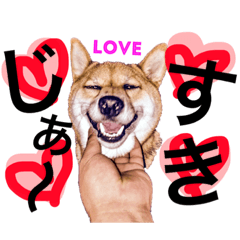 Japanese dog shiba YATAROU