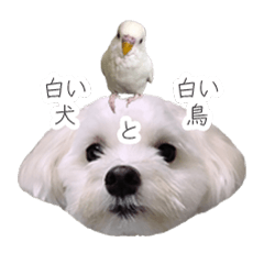White dog and white bird