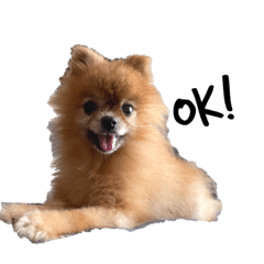 Pomeranian Mame's sticker