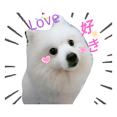 JapaneseSpitz maomao's happy life