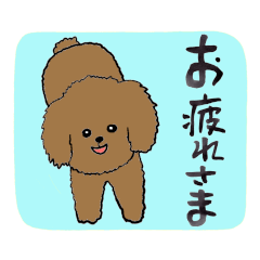 Positive words, toy poodle
