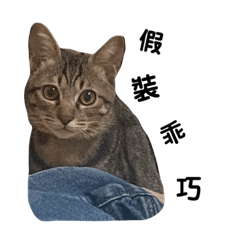 野貓墨墨-墨名奇喵