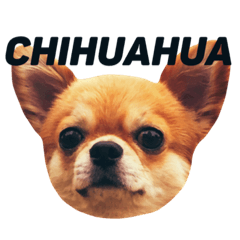 Chihuahua SUKARU  1