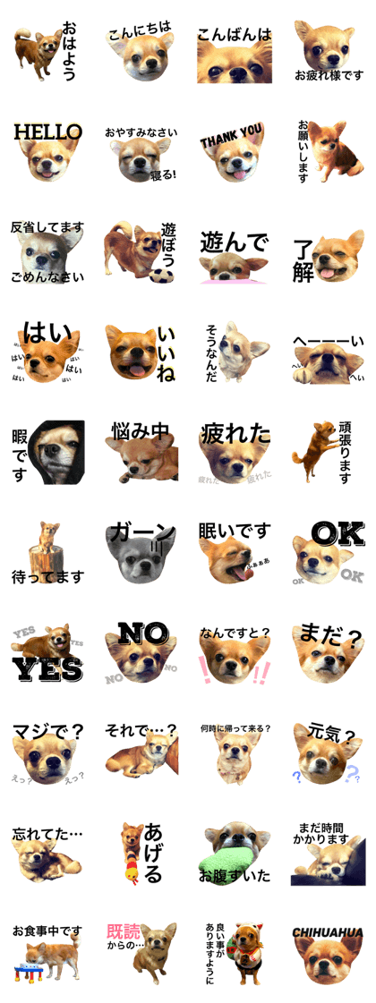 Chihuahua SUKARU  1