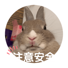 菜肉圓小朋友第二彈