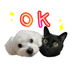 Black cat&Mix dog .Azuki&Leo