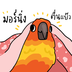 Sun Conure Parrot 03