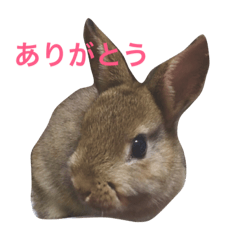 Japanese cute rabbit AZUKI
