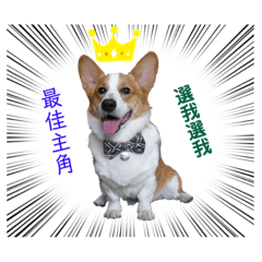 Corgi-varkar 2.0