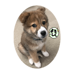 保護狗　REI