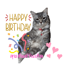 MeowMeow_20210903091724
