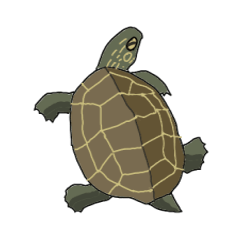 Reev's   turtle  Kuutaro