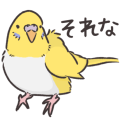 A yellow budgie, TOTO