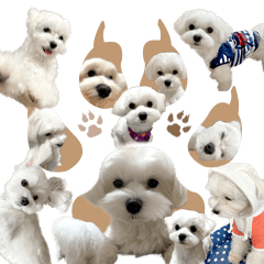 Cute Maltese Leo