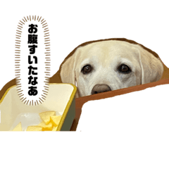 Koko_20210901162528
