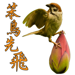 Bird language part 2