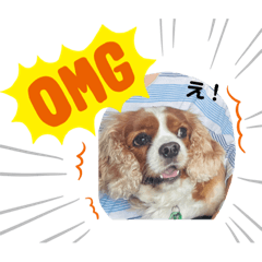 King Charles Spaniel Cavalier