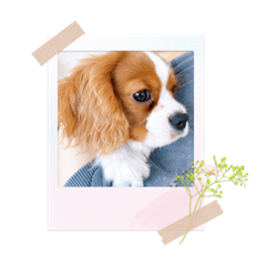 cream_20210903204255