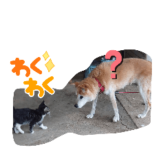 pokopoko_20210903221528